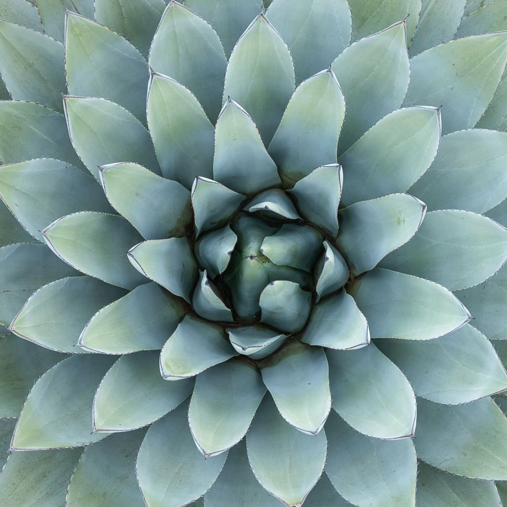 Blue agave and copal resin — the patented botanical complex
