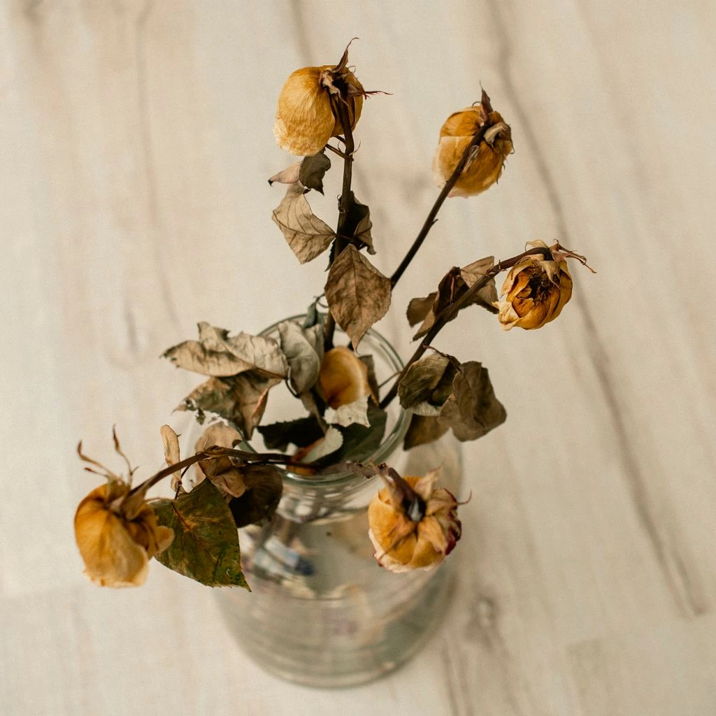 Damiana botanical complex — sun-dried leaves and delicate white flowers